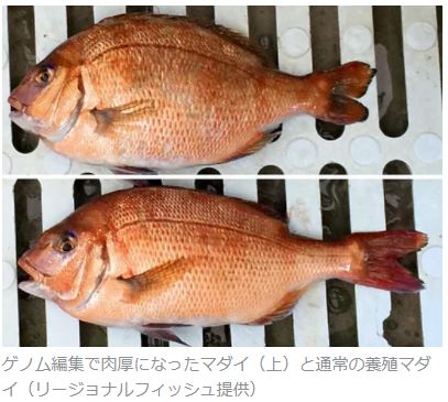 __Genome editing snapper__